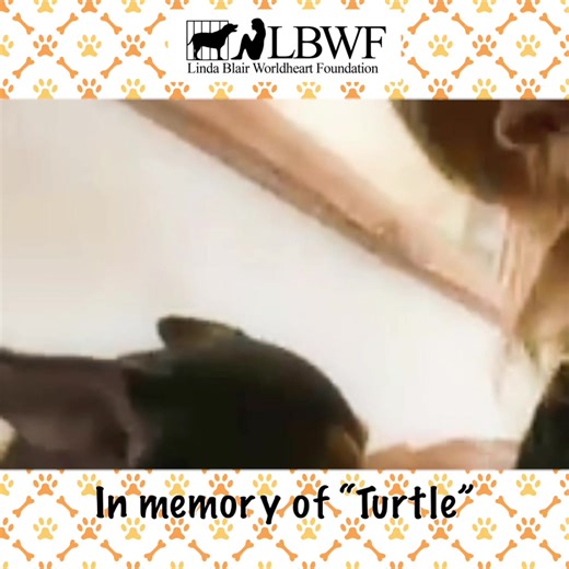 1.7K views · 154 reactions | In loving memory of rescued “Turtle”....