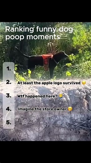 Ranking funny dog poop moments