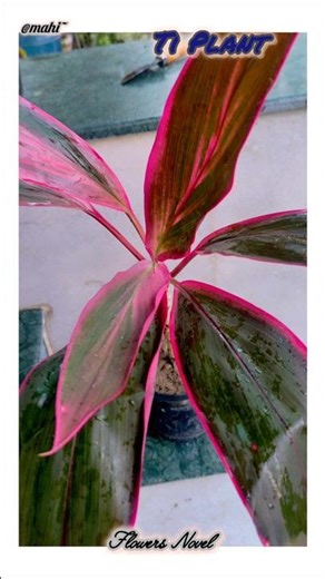 How to Grow Ti Plant (Cordyline fruticosa) from Cuttings (100% Success Rate)#shortvideo#shortsfeed