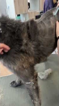 🐶 Никогда не делай так экспресс-линьку👇🏼