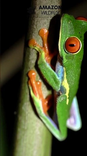 The Colorful Life of an Amazon Green Tree Frog #wildlife #amazonrainforest #amazonwildlife #amazon