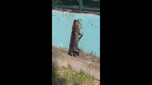 Cat tries to pull mouse from hole in Tekirdağ, Turkey