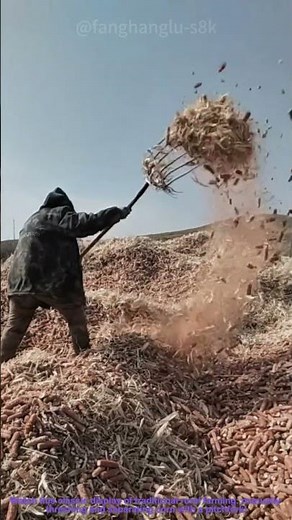 Traditional Corn Threshing with Pitchfork: Manual Grain Separation