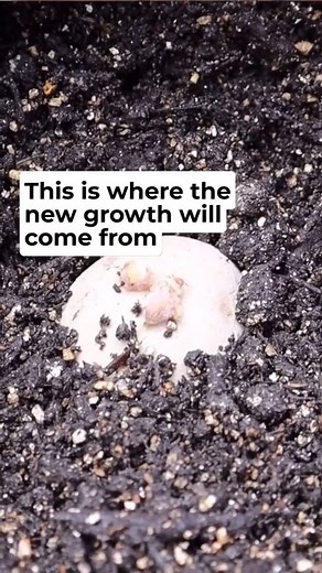 10K views · 215 reactions | A surprise outcome from a potato storage experiment! #shorts #fyp #gardening #reel #reels #garden #flowers #gardeningtips #plants #nature #gardenlife #flower #gardendesign #growyourown #gardener #plantsofinstagram #naturephotography #gardeninspiration #growyourownfood #gardens #photography #green #plant #organic #mygarden #flowerstagram #flowersofinstagram #homegrown | Gardening Tips | Facebook