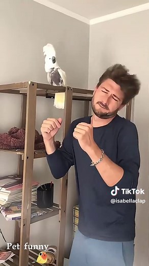Cockatoos Dancing: A Joyful Display of Talent