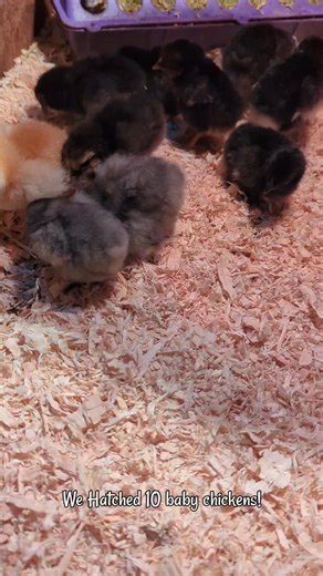 19K views · 585 reactions | We Hatched 10 Baby Chicks! #chicks #farmlife | Mountain Spring Homestead | Facebook
