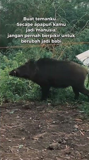 Wild boar in the Mount Guntur camp area, West Java #outdoors #cabinbliss #builtforadventure