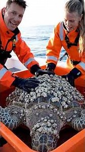 Giant Turtle Rescue | Barnacle-Covered Turtle Saved at Sea