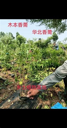木本香薷、华北香薷#木本香薷 #华北香薷 #香薷