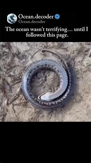 Ocean on Instagram: "This is the Eastern Hognose Snake (Heterodon platirhinos) Often misunderstood and unfairly feared the Eastern Hognose Snake is actually one of North America's most fascinating harmless reptiles. Found in sandy forests, pine barrens, grasslands, and open woodlands, this small but dramatic snake has evolved some of the most unique defense behaviors in the animal kingdom. Growing to an average length of 60-90 cm, the Eastern Hognose Snake has a stout body, an upturned snout per