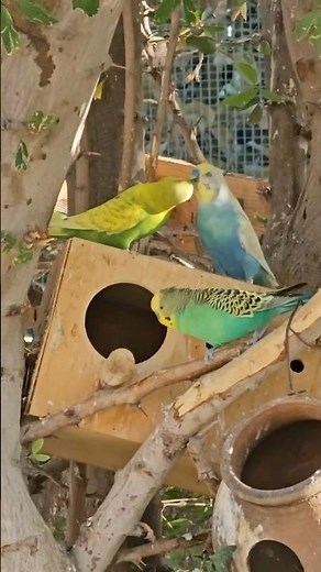 Parakeet Calling Sounds