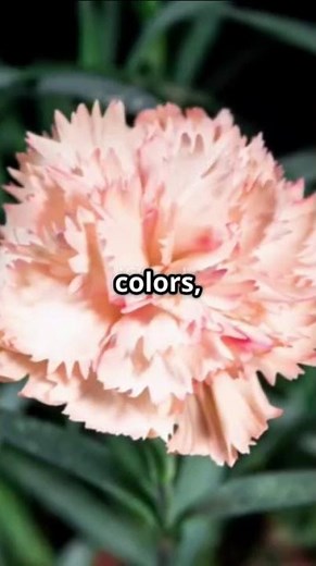 Why Carnations are The Long-Lasting Flower With Meaning!