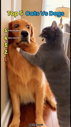 Top 5 Cats vs Dogs – Funniest Fights, Cute Chaos & Adorable Pet Showdowns