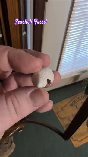 Seashell Fossil from a quarry in North Carolina