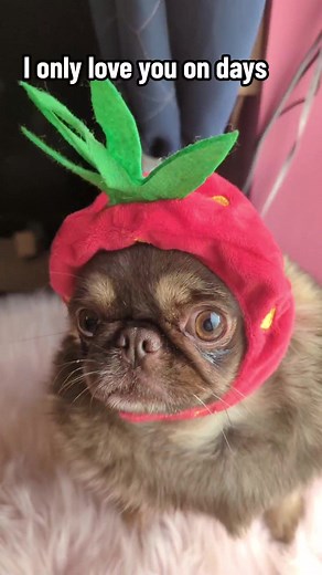 Funny Videos to Cheer Someone Up