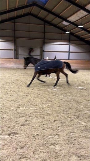 Min smukke dreng 😍 #fypシ #horse #equestrianjourney #equestrian #horsetrack #riding