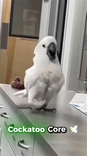 Cockatoo Parrot Core 🕊