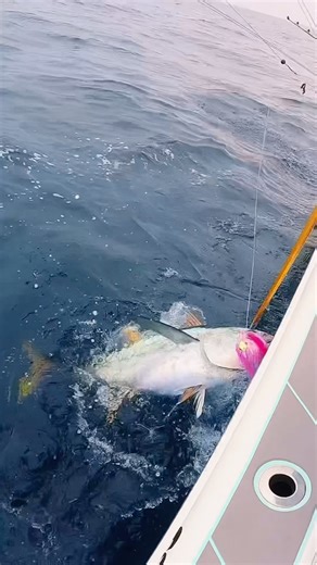 Magictail Outfitters Bigeye Chain. This sub surface Daisy chain is super effective on all tuna.