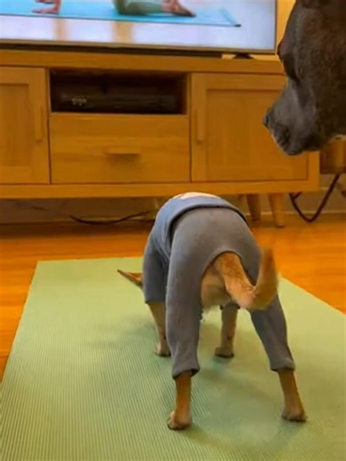 Chihuahua vs. Pitbull: The Ultimate Dog Showdown