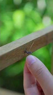 দুধ ও রেশমের সাবান তৈরির সম্পূর্ণ প্রক্রিয়া | Milk & Silk Soap Making Process