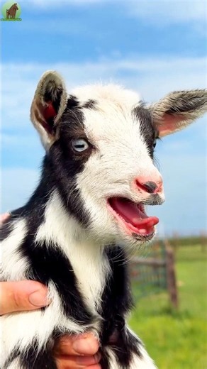 Cute Baby Goat Sound Effect 🐐✨iska