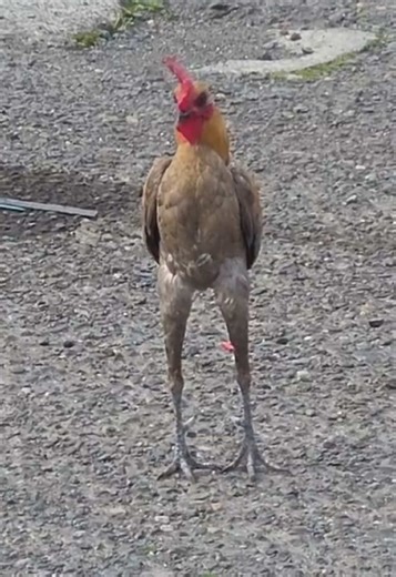 Mi nombre es Claudio 🐓 #gallos #humor | claudio