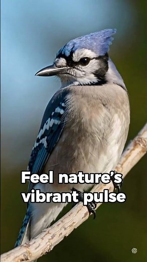 Get Closer to Nature with This Bird Ringtone 🐦 | Free on Android #birds #birdsound #birdcall #birds