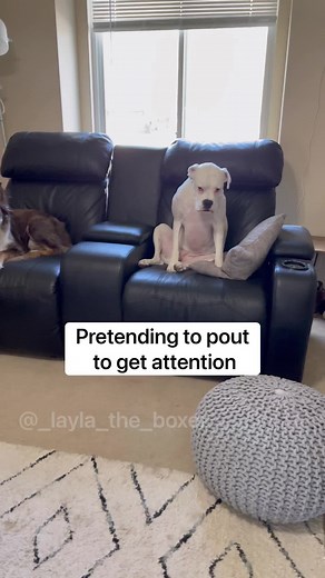 292K views · 20K reactions | Nothing like a pouting boxer 藍 #funnydogs #whiteboxers #reels #boxers #boxerdogs #funnydogvideos #funnyvideos #dogmemes #dogcomedy #comedy #funny #poutingdog #boxerpout #noonecanstopme #drevil | Layla the Boxer | Facebook
