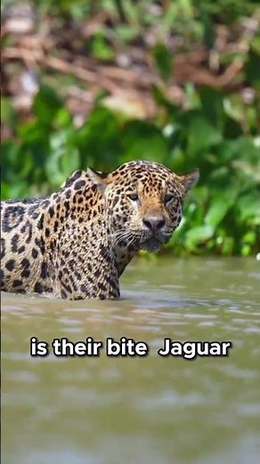Jaguar / The Ghost That Hunts Crocodiles #facts #naturedocumentary #nature #natureshiddenfrontier