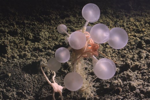 Carnivorous Death-Ball Sponge and Other New Species Have Been Found in the Deep Sea