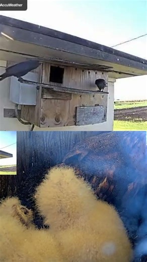 American Crows Pester a Barn Owl Family 🐦🦉
