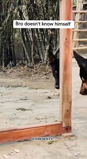 106K views · 729 reactions |  | confirm TV | Facebook