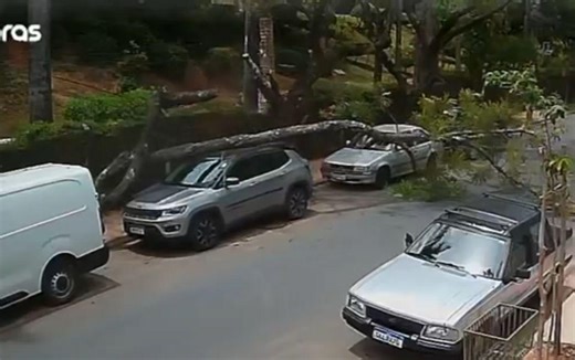 VÍDEO: árvore cai em cima de carro estacionado no bairro Cidade Nova, em BH