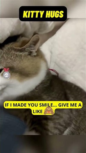 Top 3 Cat Hugs That Are Too Sticky 😂🐱