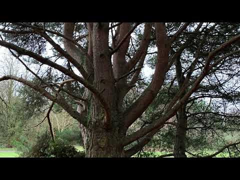 Guided meditation The light stream - EMDR - Dr Hannah Bryan