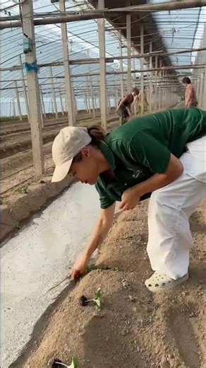 Efficient Greenhouse Farming: Smart Liquid Mulching for Plant Growth