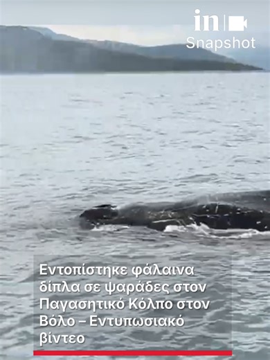 🚨Εντοπίστηκε φάλαινα δίπλα σε ψαράδες στον Παγασητικό Κόλπο στον Βόλο – Εντυπωσιακό βίντεο Αντιμέτωποι με ένα απίστευτο θέαμα ήρθαν ψαράδες στον Παγασητικό Κόλπο, στον Βόλο 🐳Καθώς δίπλα από το σκάφος τους εμφανίστηκε μία φάλαινα Το θαλάσσιο θηλαστικό κολυμπάει κοντά στο σκάφος τους Ενώ σε ένα σημείο πετάει και νερό από τον φυσητήρα του 📸Εντυπωσιακό είναι το πλάνο όπου η φάλαινα βγαίνει σχεδόν ολόκληρη έξω από το νερό Και φανερώνεται το μέγεθός της! #ingr #news #animals #fyp