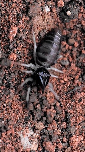 Black camel spider burrowing Rhagodes melanus #camelspider #arachnid