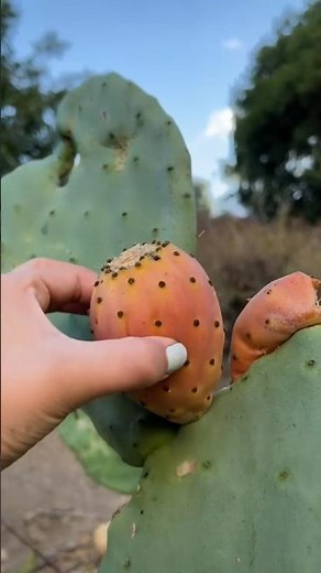The Amazing Fruit That Grows on Cactus