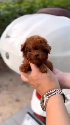 Erika Lo Papa on Instagram: "🔥 Disponibile una meravigliosa COPPIA di Barboncini Minitoy Red 🔥 Due piccole meraviglie dal colore red intenso, dolcissimi, equilibrati e super affettuosi. Taglia minitoy reale, perfetti per chi cerca un cane da compagnia piccolissimo ma con grande carattere 🧸 ✨ Ideali per: • famiglie con bambini • appartamento • persone anziane • prime esperienze con un cane 📌 Ceduti con: ✔ microchip ✔ vaccini ✔ sverminazioni ✔ libretto sanitario ✔ passaggio di proprietà Abitua