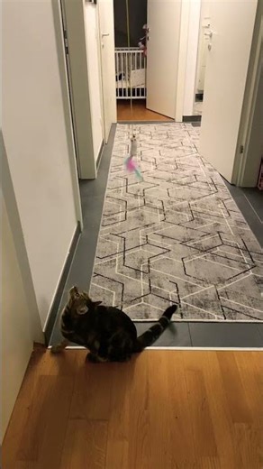 My Cat Loves the New Jump Toy! #cat #funnycats #jump #tiktok #pets