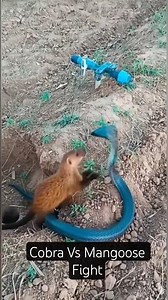 🪱Cobra vs 🦡Mongoose: Who Will Prevail in This Fierce Face-Off ? #shorts #viral #trending #viral