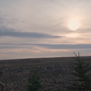 Last year, the Road to 100 team crossed our northern border to hunt in Canada with Cole Townsend. Field hunting for mallards and one of the 11 subspecies of Canada Geese, this is a classic style of hunting that everyone should experience at least once. Alberta is a great place to dip your toes in the water for hunting outside of the United States. | MeatEater