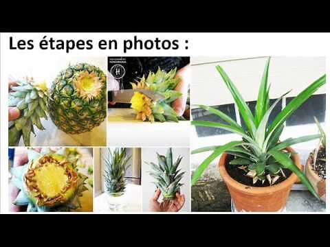 Comment faire pousser facilement un ananas à la maison