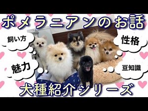 ポメラニアンの魅力や特徴、飼い方のお話・犬種紹介シリーズ【№134】