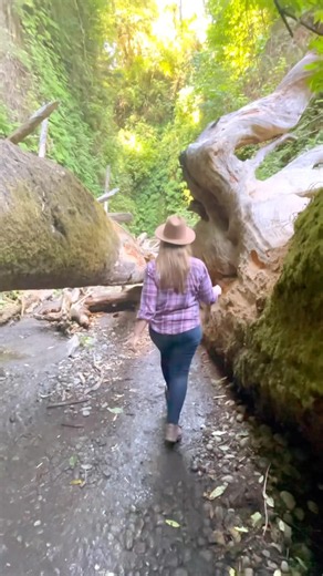 Fern Canyon Is Pure Magic