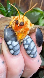 67K views · 2.7K reactions | Look at this bright orange moth! She looks a little bit like a Cheeto crisp don’t you think? she’s a Citheronia bellavista moth! She likes to play dead too | Jumping spider & Moth life | Facebook