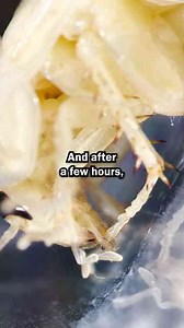 A Super Rare Albino Cockroach?!