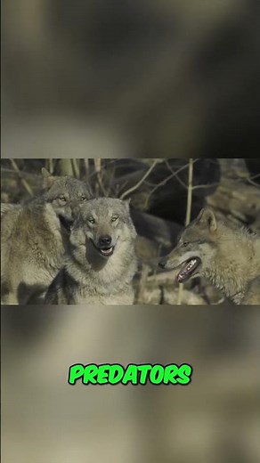 The Mighty Kangal: The Ultimate Livestock Guardian to Keep Coyotes Away