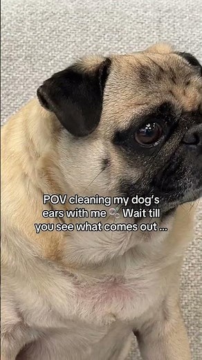 How to clean dog ears at home 🐾 satisfying ear wipe routine on a pug